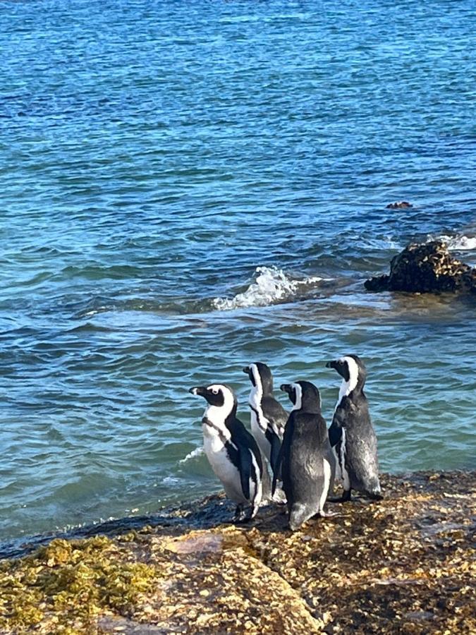 Behrs Lair Luxury Simons Town Holiday home Cape Town